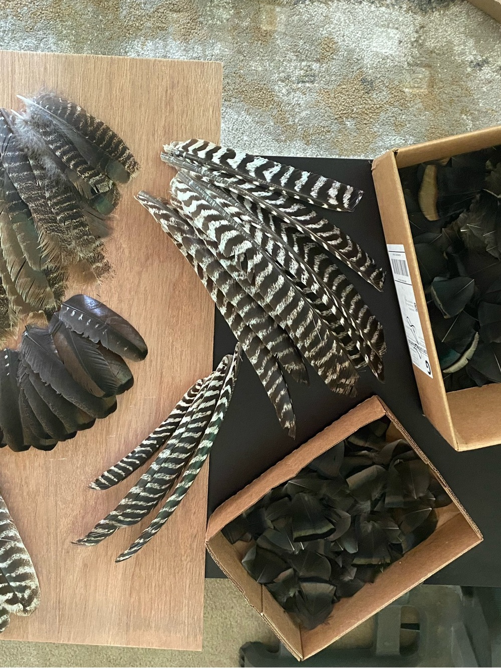 Feathers— Turkey